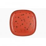 Prato Quadrado 26cm Mature