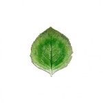 Prato Folha 22cm Riviera Tomate