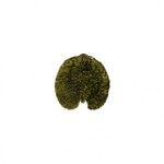Prato Folha 18cm Riviera Alquemila Forets