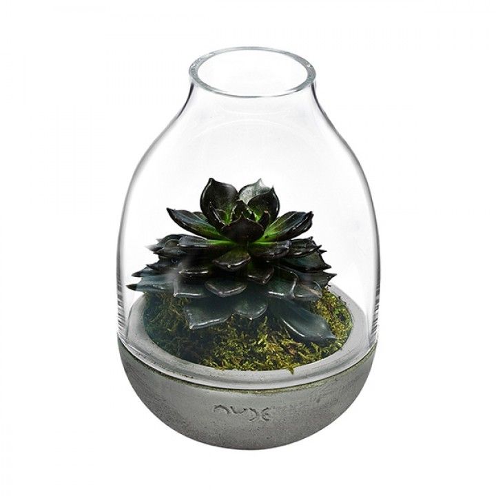 Mini Terrario 13x20 Eden 15531