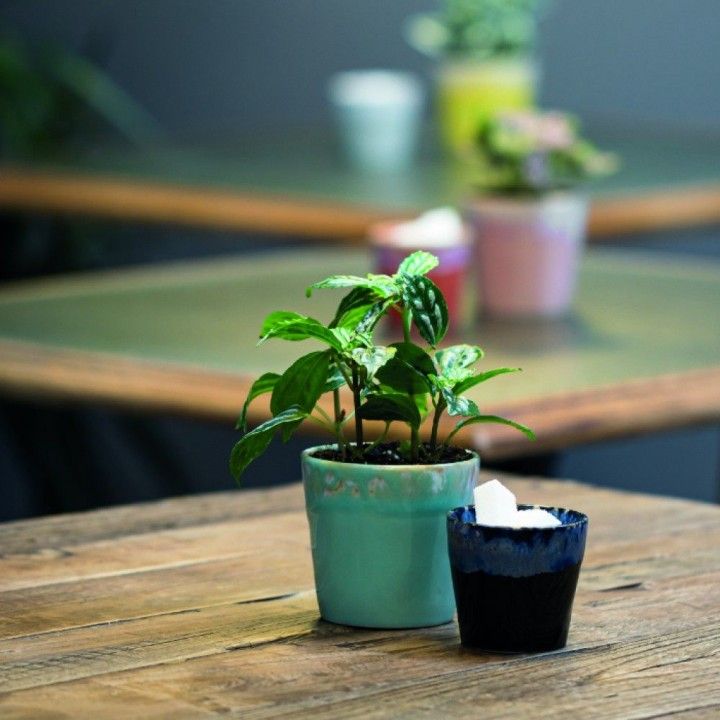 Conj. 6 Copo Cafe 21cl Grespresso Lungo Aqua